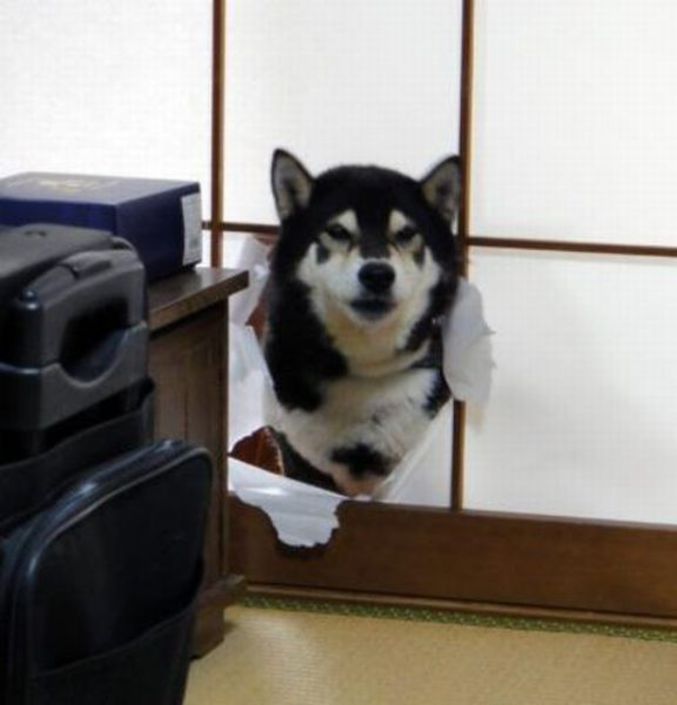 le chien est les cloisons