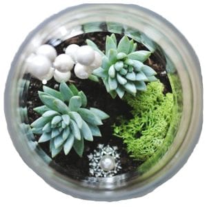 terrarium-copy