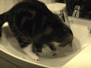 https://www.bobdepannage.fr/wp-content/uploads/2017/04/Chat-et-bouchon-de-lavabo-300x225.gif